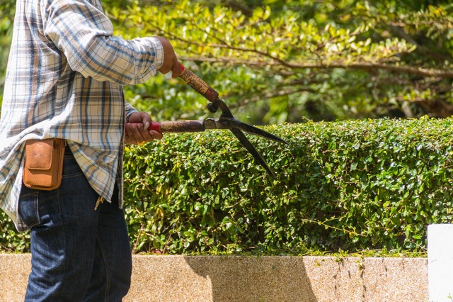 Garden Maintenance Charlton, SE7